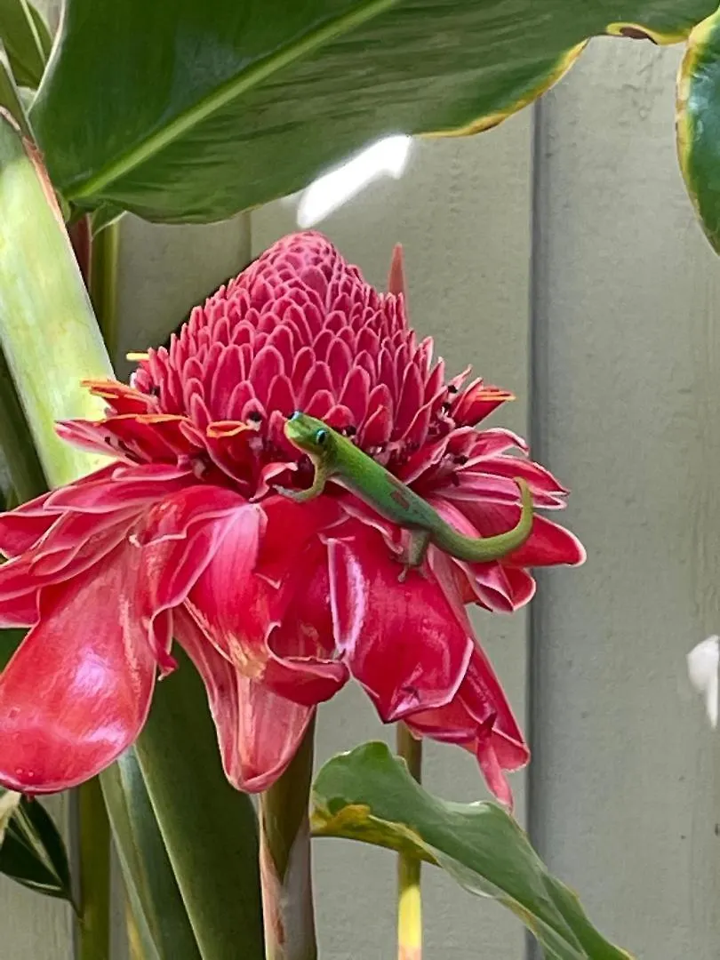 Holiday home Hale Kamaole 271 Villa Wailea  United States